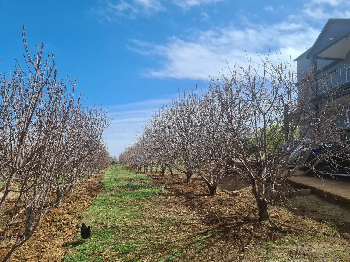 Ferme à vendre à Aïn Chifa — 2 900 000 DH - Photo 7