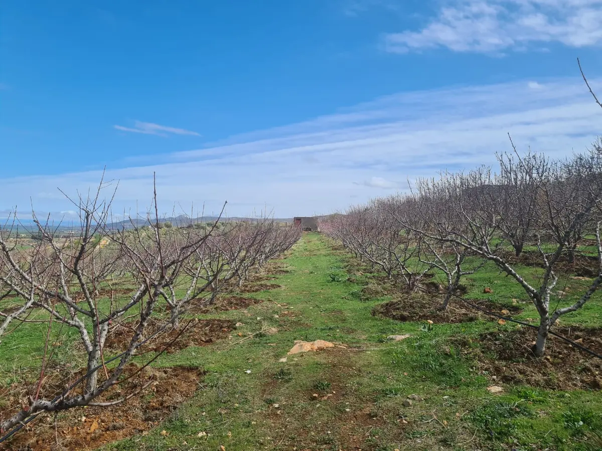Ferme à vendre à Aïn Chifa — 2 900 000 DH - Photo 5