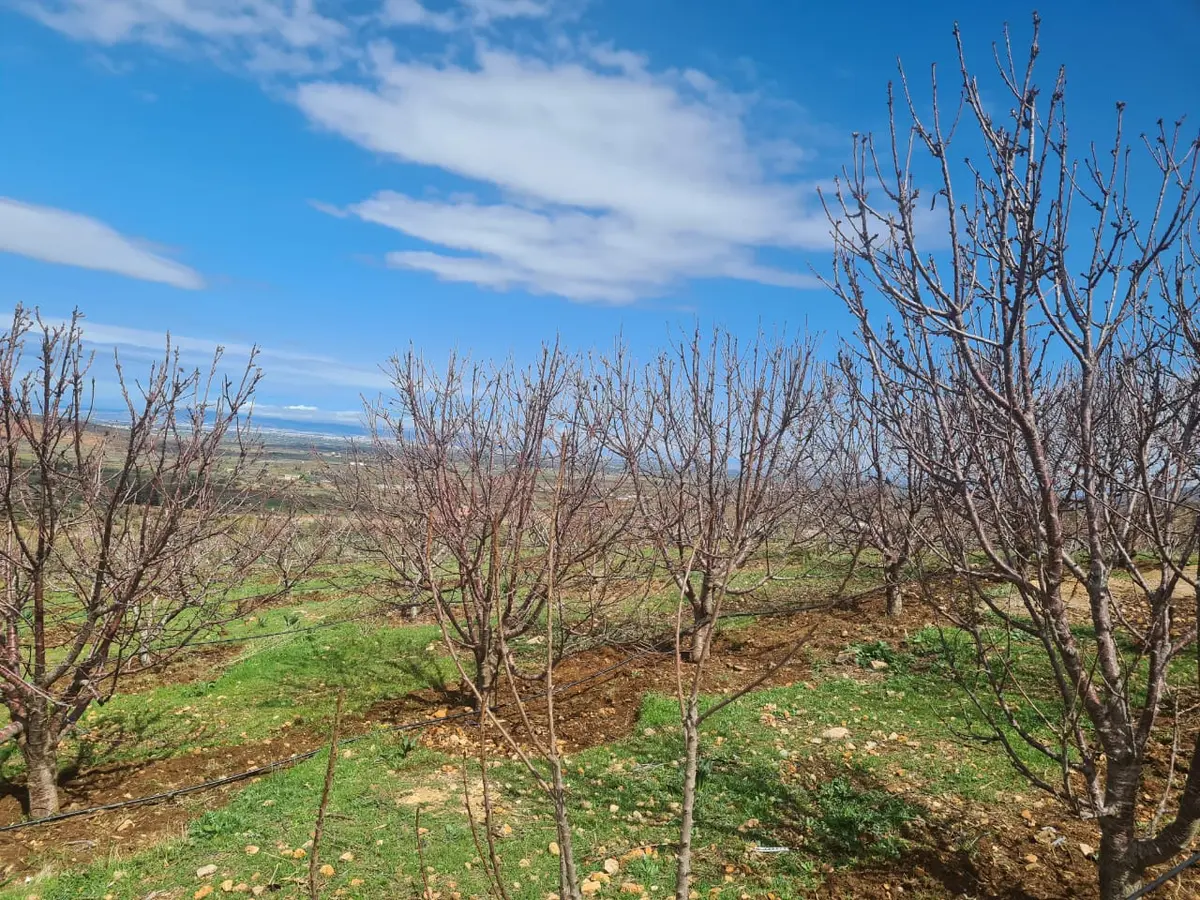 Ferme à vendre à Aïn Chifa — 2 900 000 DH - Photo 6