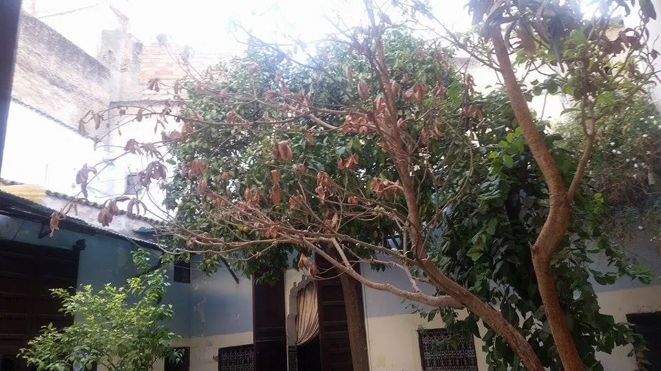 Maison 7 chambres à vendre à Fès — 1 800 000 DH - صورة 11