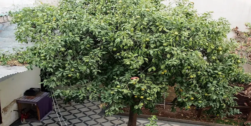Maison 7 chambres à vendre à Fès — 1 800 000 DH - صورة 13