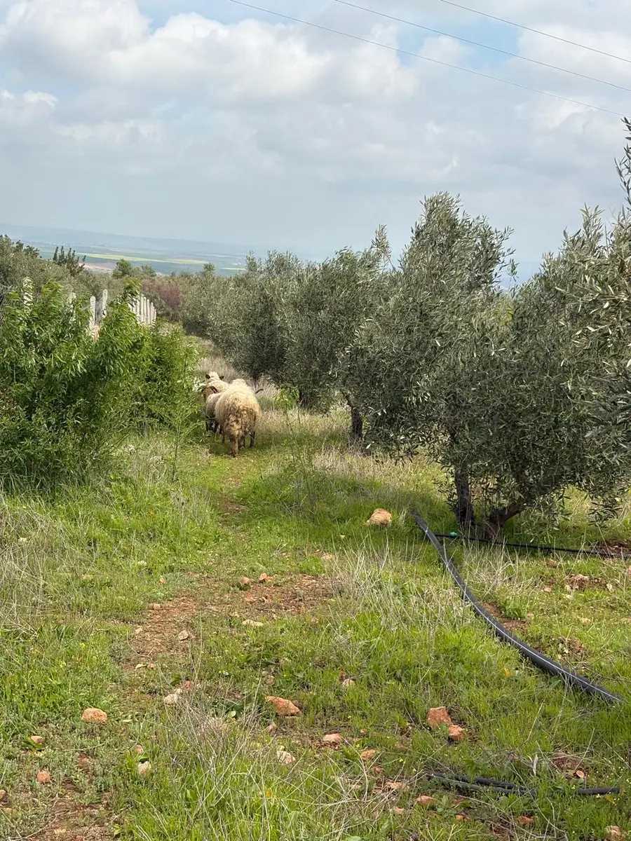 Ferme à vendre à Sefrou — 4 500 000 DH - Photo 8