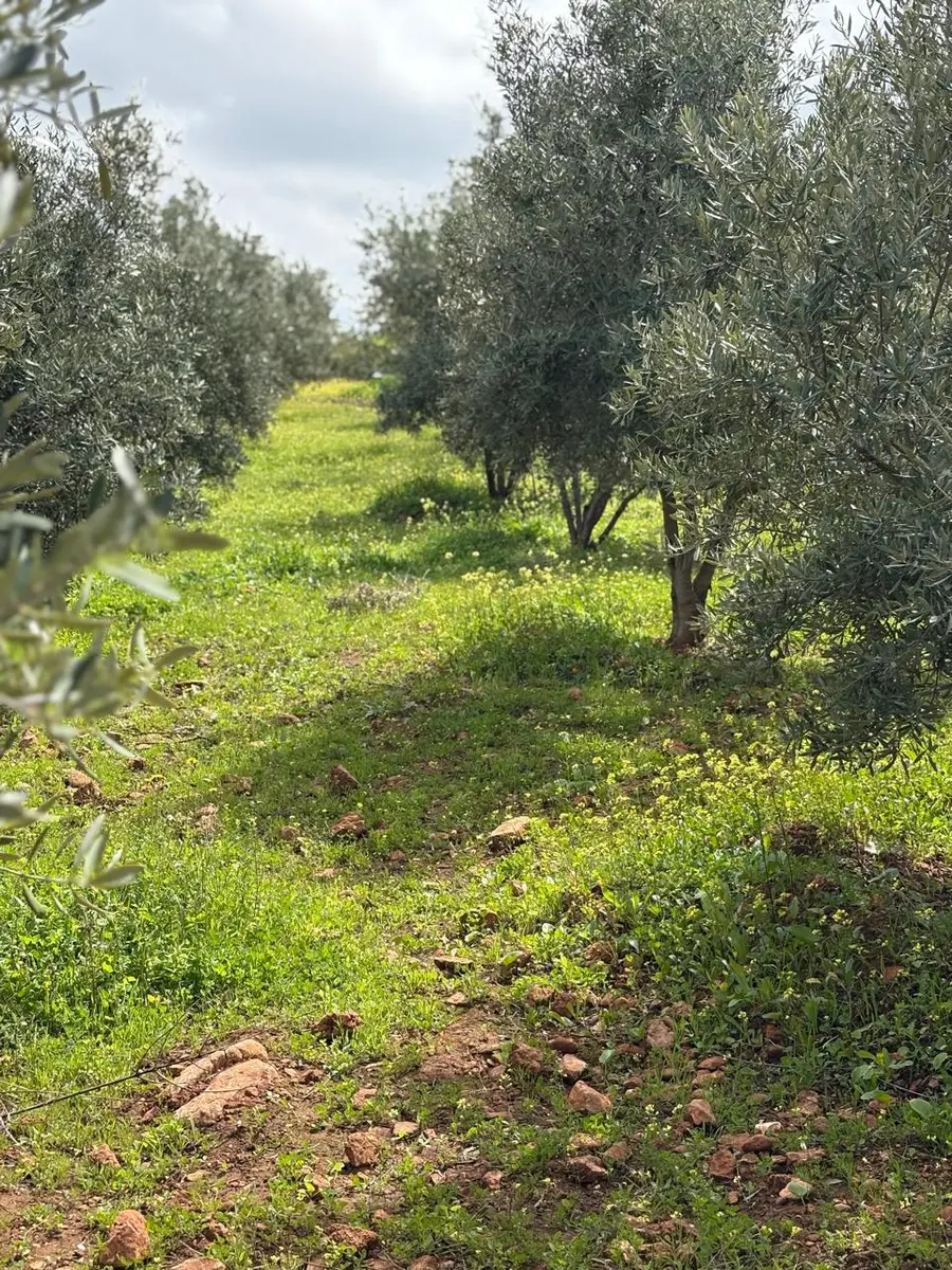 Ferme à vendre à Sefrou — 4 500 000 DH - Photo 16