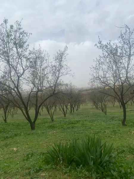 Ferme à vendre à Bhalil — 2 200 000 DH - Photo 5