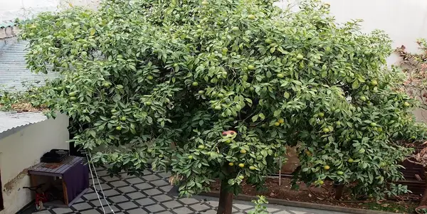 Maison 7 chambres à vendre à Fès — 1 800 000 DH - Photo 13