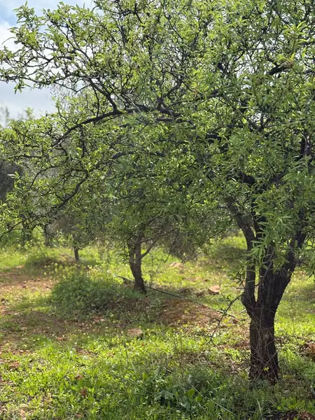 Ferme à vendre à Sefrou — 4 500 000 DH - Photo 5