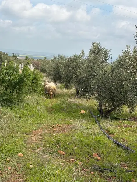 Ferme à vendre à Sefrou — 4 500 000 DH - Photo 8