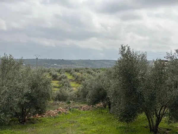 Ferme à vendre à Sefrou — 4 500 000 DH - Photo 13
