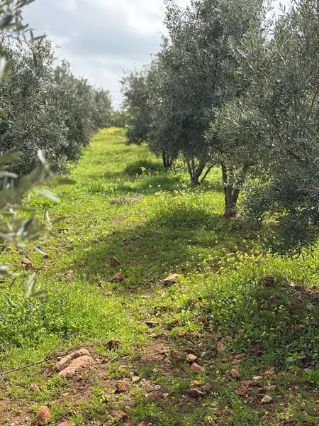 Ferme à vendre à Sefrou — 4 500 000 DH - Photo 16